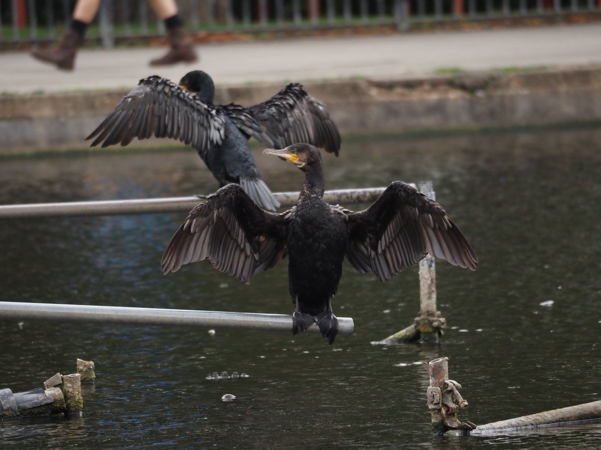 Small egret and cormorants at Canon Hill Park, Edgbaston