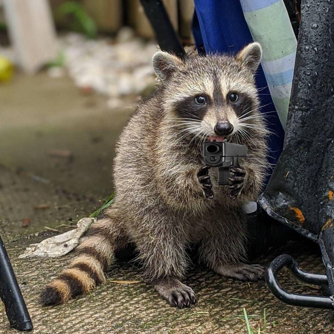 Have you appreciated a raccoon today? Time is running out!
#RaccoonAppreciationDay