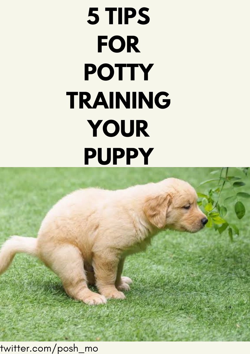 Cyber Dog General 🎖️🎖️🎖️🎖️🎖️ tweet media