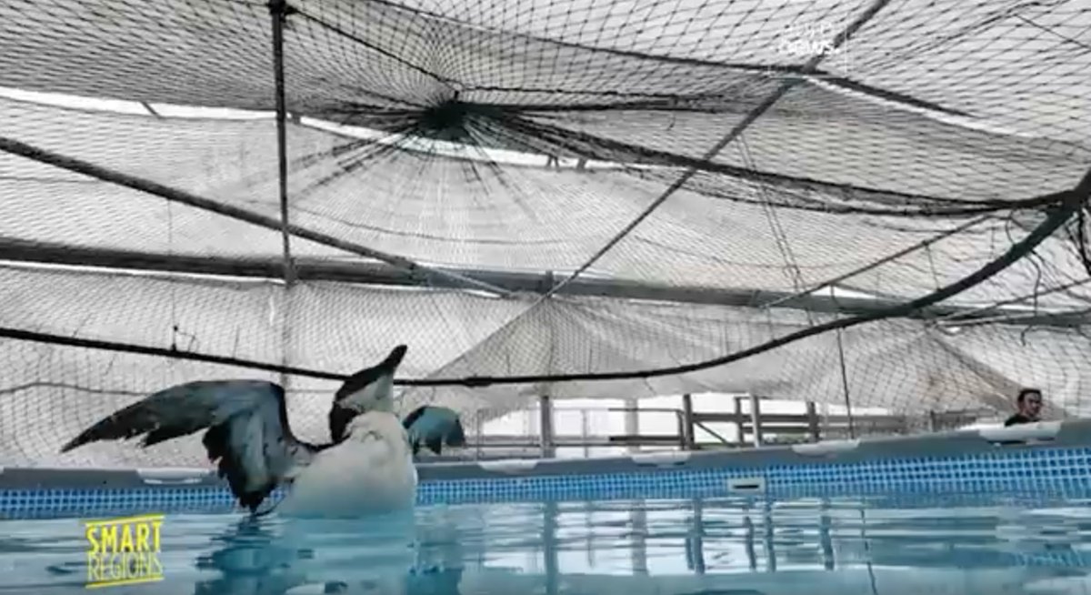indagandoTV's tweet photo. El hospital de los animales marinos
Llegan con fracturas, muchos han consumido #plásticos o se han enredado con #anzuelos y redes. En este #hospital los curan hasta poder liberarlos
https://t.co/MhoP4cQ9H8
#Ecomare #CPRAM #CEPAM https://t.co/6zDb3mwE5E