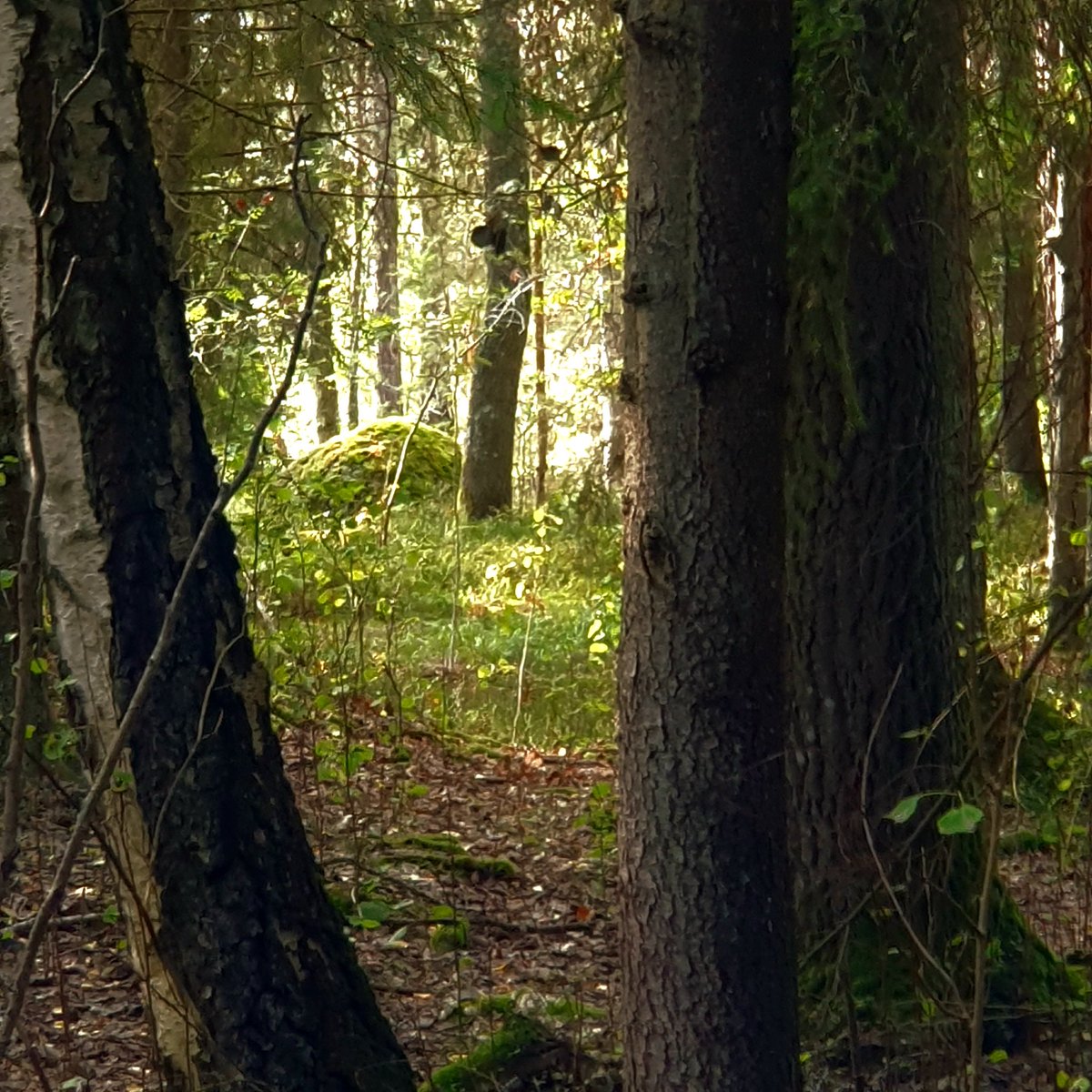 Sherringford56's tweet photo. Afternoon walk. Always soothing for the soul. #Grimsta #Nature #NaturePhotography #NatureBeauty #Naturetherapy #woods #woodwalking #trees #Autumn #Höst #October https://t.co/XHVWwrnY7m