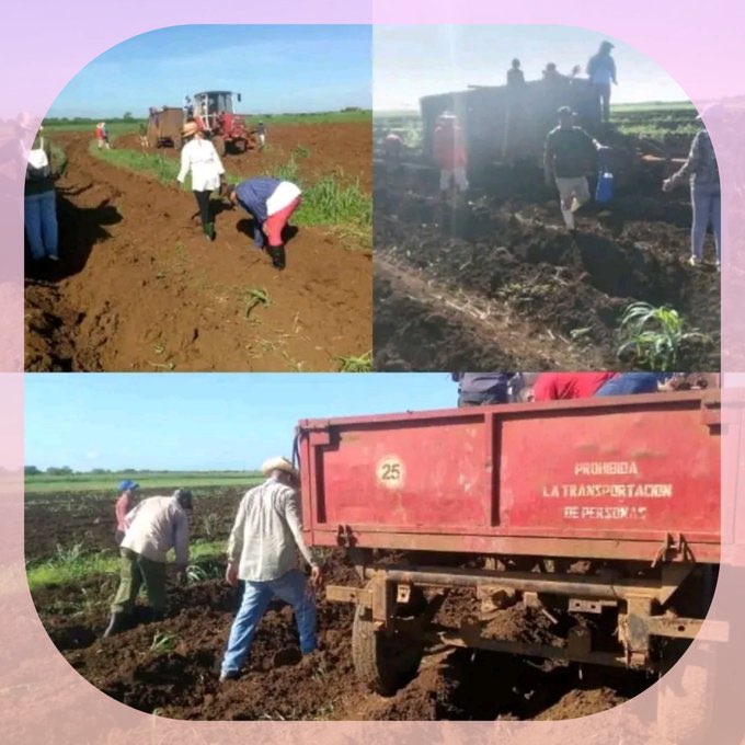 Impulsar la producción de alimentos en #CiegodeÁvila prioridad para los trabajadores avileños, por tanto, este domingo la UEB “El Mambí” acogió un grupo de ellos donde en trabajo voluntario aportaron en la siembra de plátanos. 
#UnidosXCuba
<a href="/IzquierdoAlons1/">Livan Izquierdo Alonso</a> <a href="/Ferrerctc/">Niurka Ferrer Castillo</a> @julioh