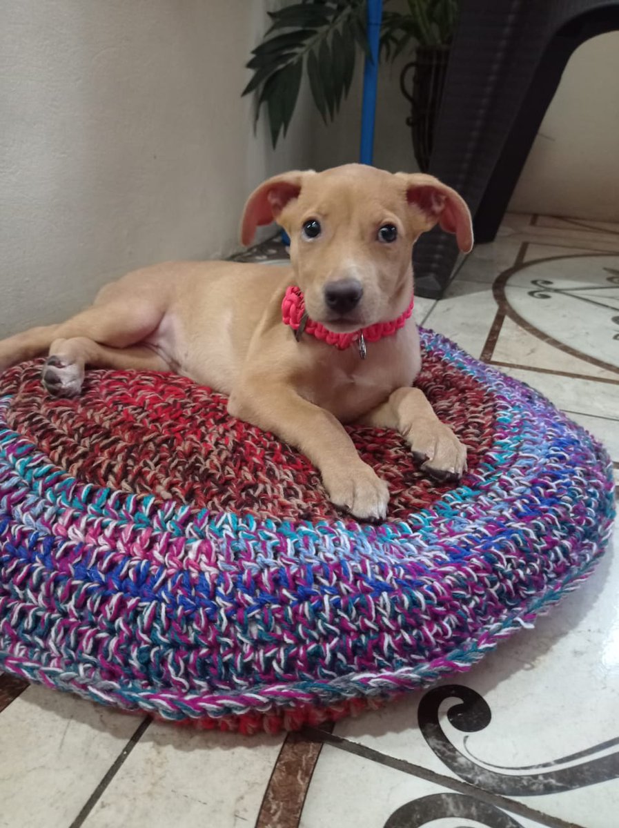 TrulyKeels's tweet image. Charlie update-Ms.mamas got a handmade bed. Tell me she not living her best soft life. My little sweet face girl. ♡