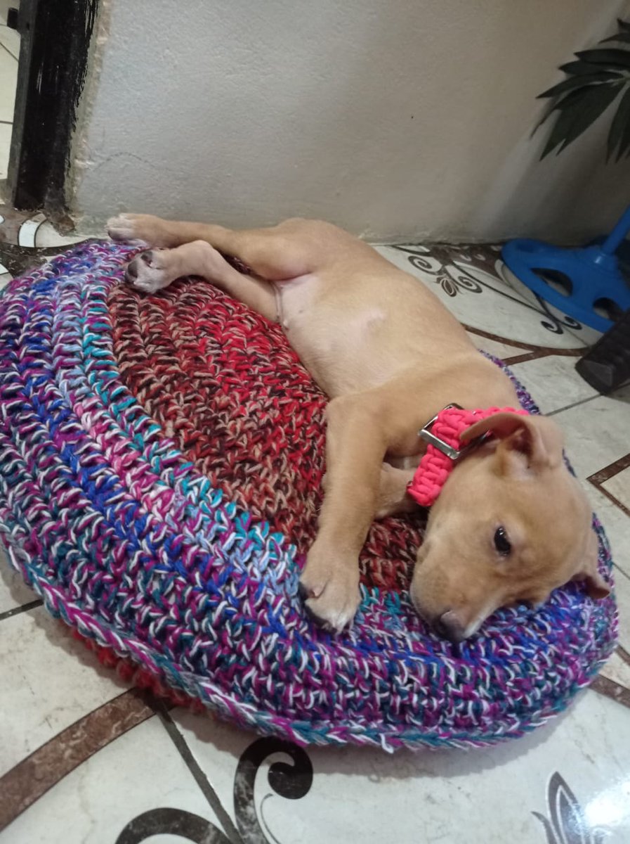 TrulyKeels's tweet image. Charlie update-Ms.mamas got a handmade bed. Tell me she not living her best soft life. My little sweet face girl. ♡