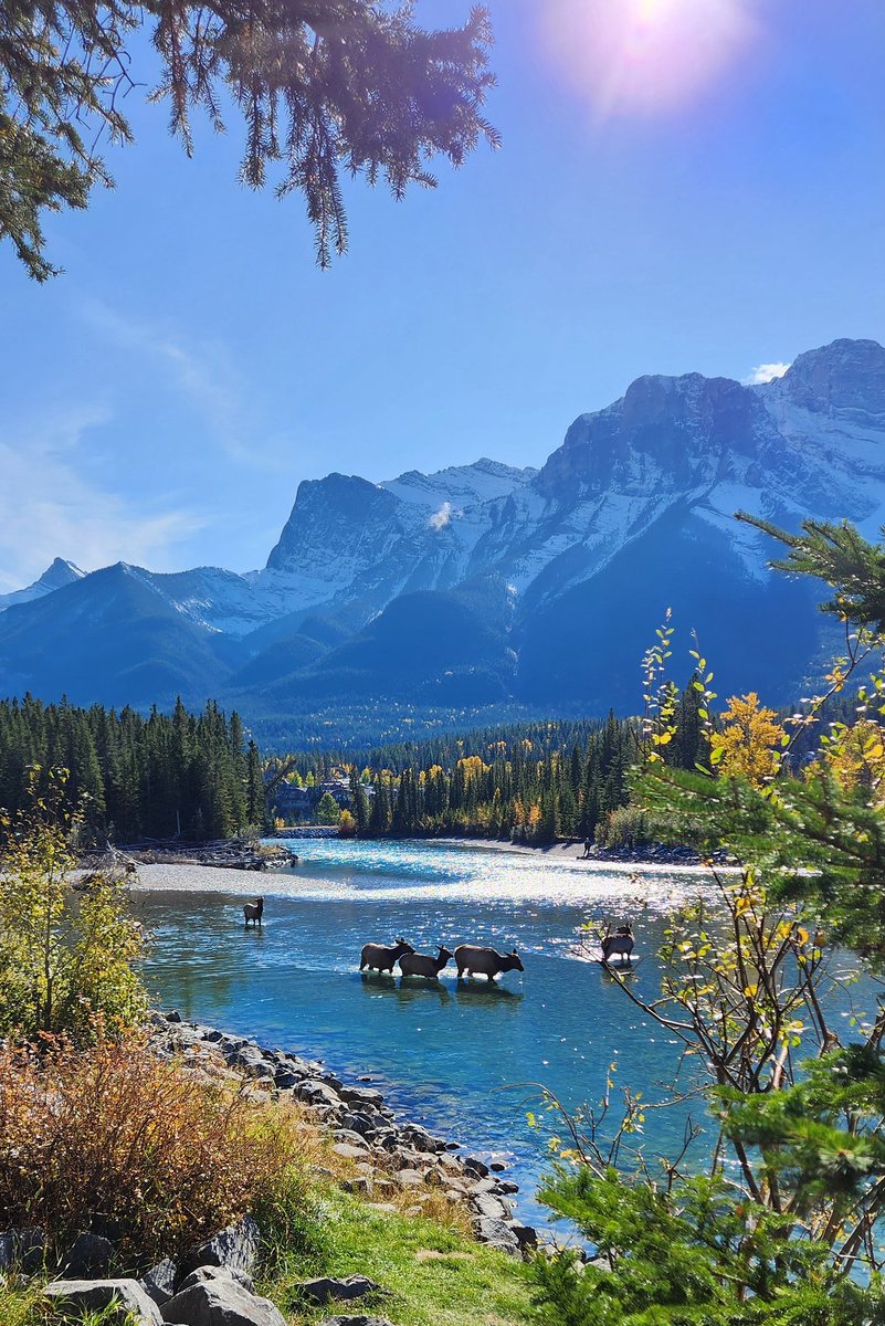 Elk in the Bow River in Canmore 
#alberta