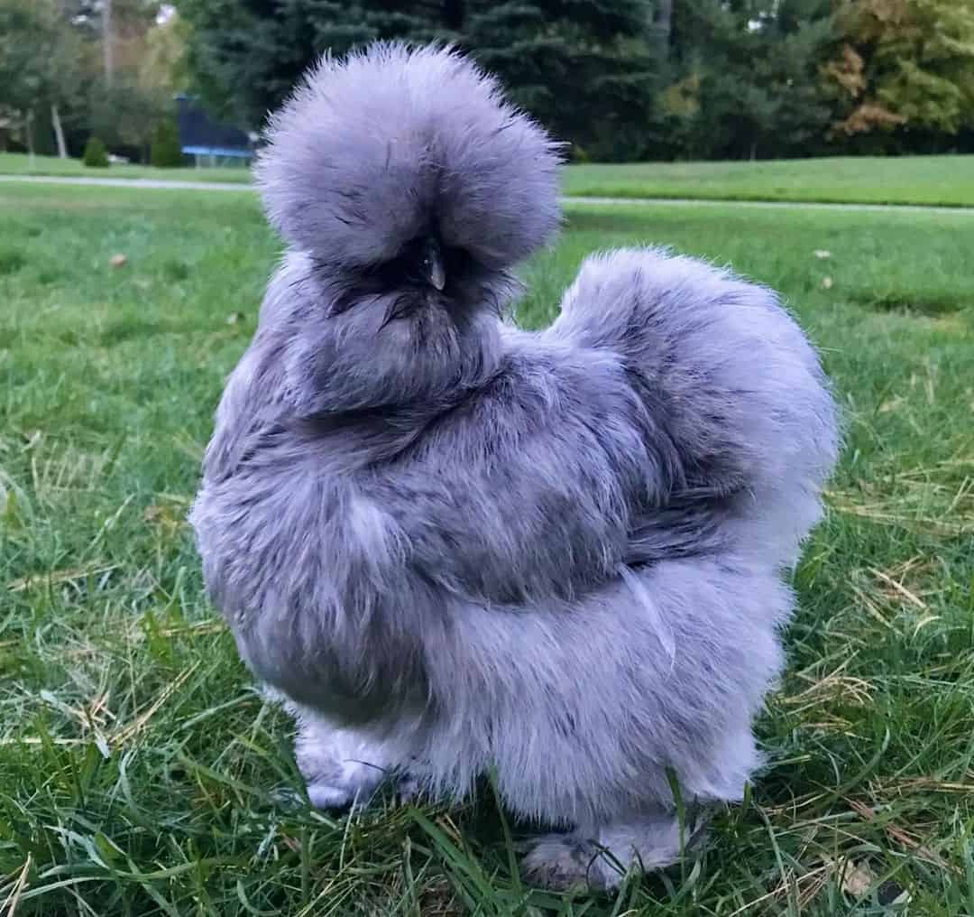 PrincesaMare's tweet photo. //Hey guys how does my cock look NSFW btw- (canceled over satire) https://t.co/FIGIJXMB9N