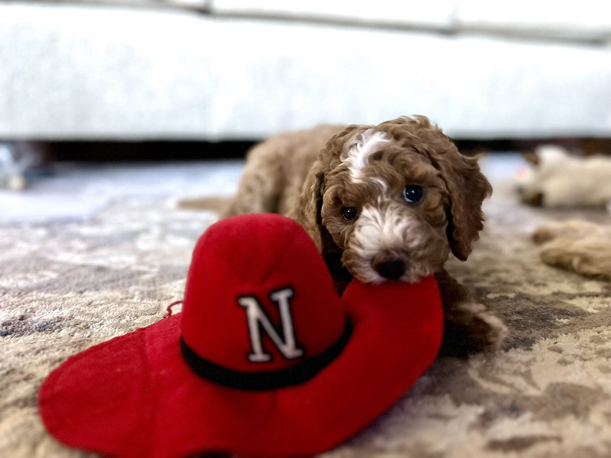 Megan Rogholt, Ed.D. tweet media