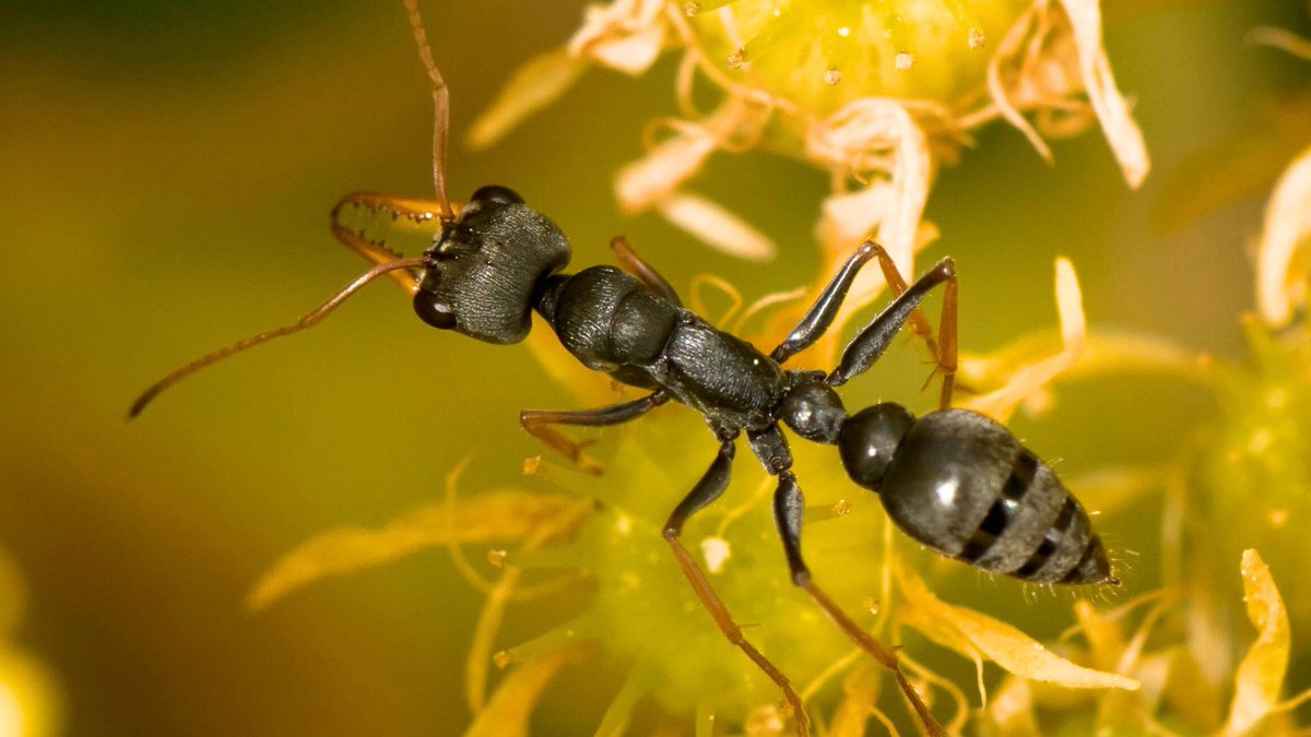 NACEresearch's tweet photo. New research published by @The_IMJ marks 25 yrs of Jack Jumper ant venom immunotherapy in 🇦🇺
The research led by Dr Troy Wanandy, NACE #InsectAllergy Stream Co-chair of @UTAS_ and the Royal Hobart Hospital, is the first of its kind.
More on our website: https://t.co/ilceYxPXam https://t.co/kZlvRANtkv