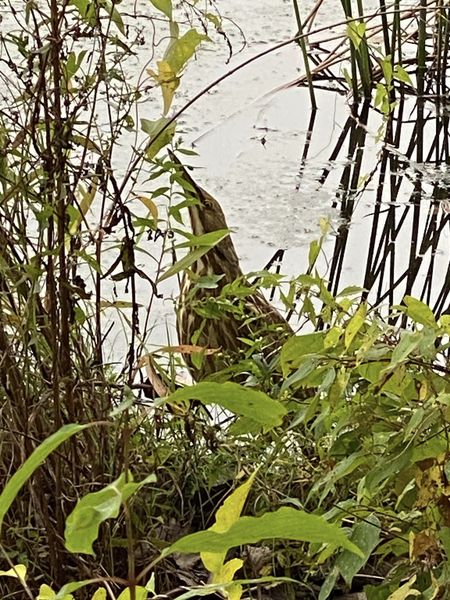Chandler_Pond's tweet photo. Great shots of American Bittern at #ChandlerPond by @bostonreiki! https://t.co/IQvcOQFdVn