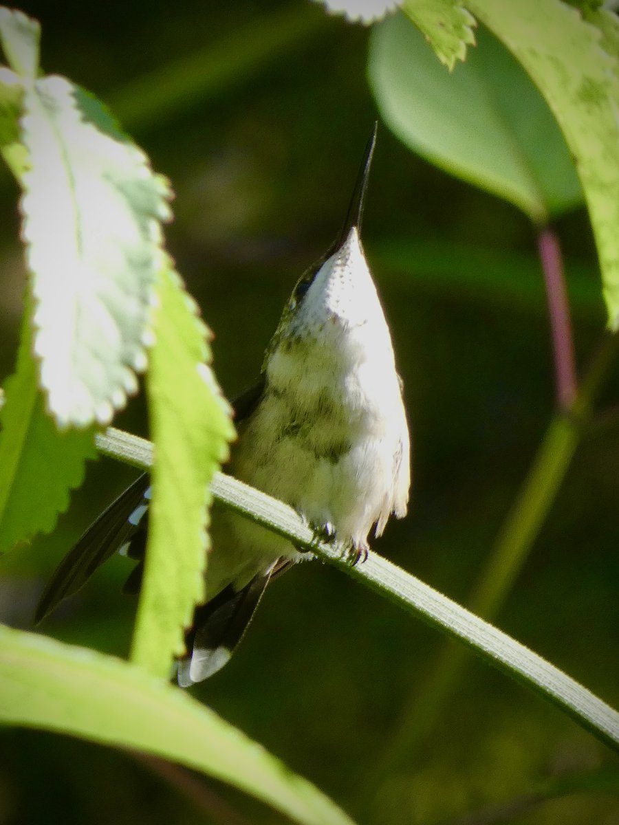 Lovely to see a resting hummingbird <a href="/CentralParkNYC/">Central Park</a> Shakespeare’s Garden this afternoon! <a href="/BirdCentralPark/">Manhattan Bird Alert</a> #birdcpp #NaturePhotography #birdphotography
