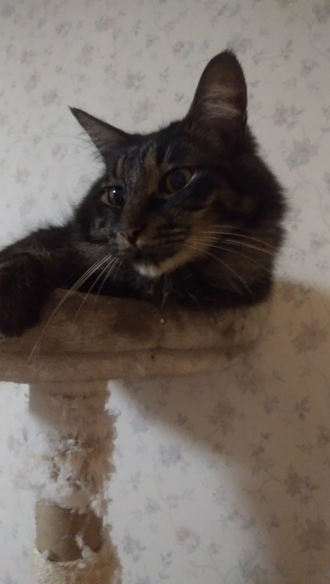 猫が集まってる。虫でもいたのか？と思ったらゲジゲジ🐛を皆でいじめてた。もう死んじゃってて涙ぐんだ。今日は蜘蛛。猫に怒っても猫は何故怒られてるのか理解出来ない、寧ろ獲物を仕留めたから褒めちぎって欲しいんだ。伊達政宗は尻尾を立てて嬉しそう。虫は食べないで欲しいし虐めないで欲しいんだ