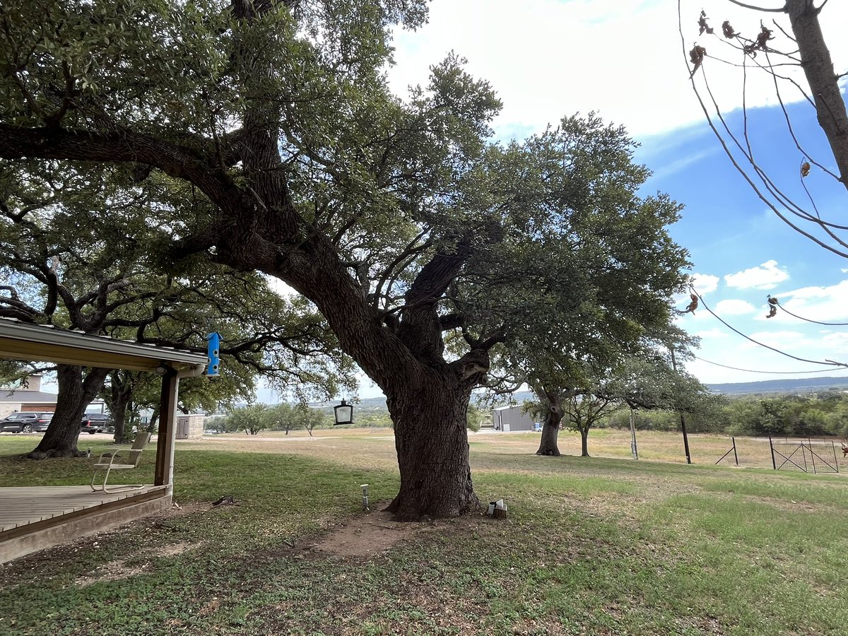 EileenDepew's tweet photo. The #texashillcountry views from my new 15+ unrestricted acre listing in Spicewood are breathtaking!❤️ Contact me before multiple offers are received! @EileenDepew 
https://t.co/aroKbYiuyV
#KellerWilliams https://t.co/ECcDxb8Tzj
