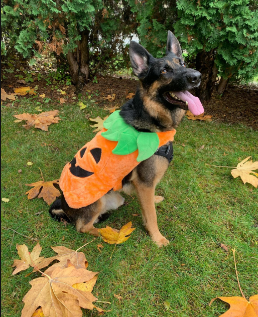 “Happy first day of October! Can anyone guess what my Halloween costume was last year 😜 🎃” -Bruno 
#gsd #gsdpuppy #gsdlove #gsdlife #gsdofinstagram #gsdlover #gsdpage #gsdcute #gsdpuppies #gsddaily #gsdphotos #germansepherdofinstagram #germanshepherddog #germanshepard