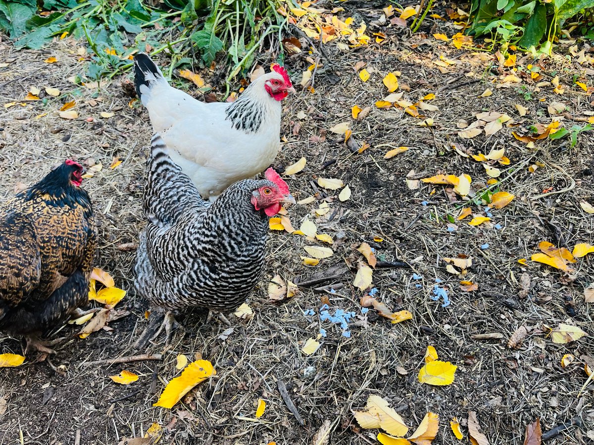 Earth's General - Waste Reduced Store tweet media