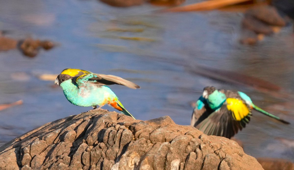michael_s_y_lee's tweet photo. Thirsty #HoodedParrots near #Leliyn #EdithFalls.

More of my pics here: https://t.co/VKECbCZ8SN

Will they be followed by gouldians? 🤞🤞🤞

#wildoz #Ozbirds #birdwatching #BirdPhotography #AustralianBirds #wildlifephotography #BirdsOfTwitter #Nitmiluk #KatherineGorge https://t.co/4yVzGFco9L