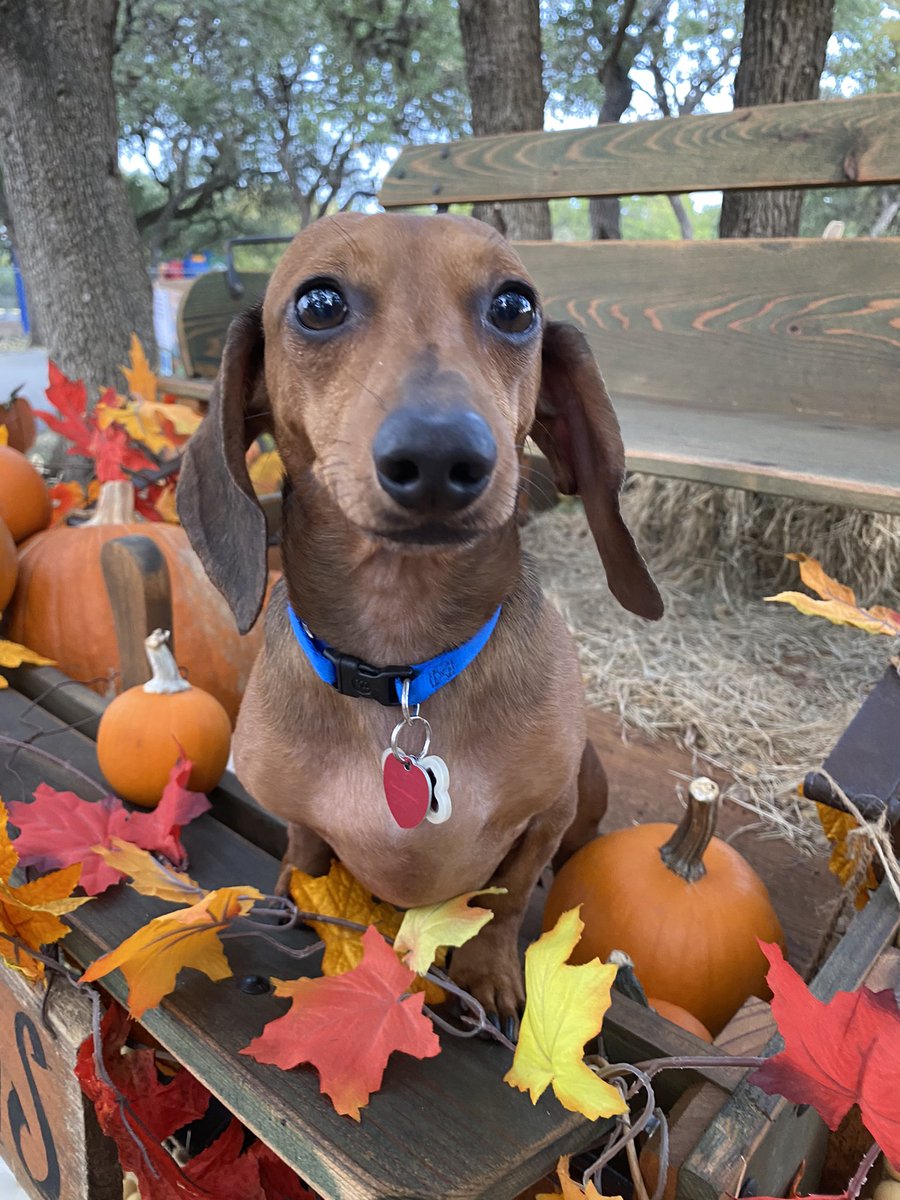 TheDobey's tweet image. Fall is in the air. Happy October! 
🍁🍂🧡🤎🎃👻
#parkerspack #happyoctober #fallisintheair #pumpkinpatch