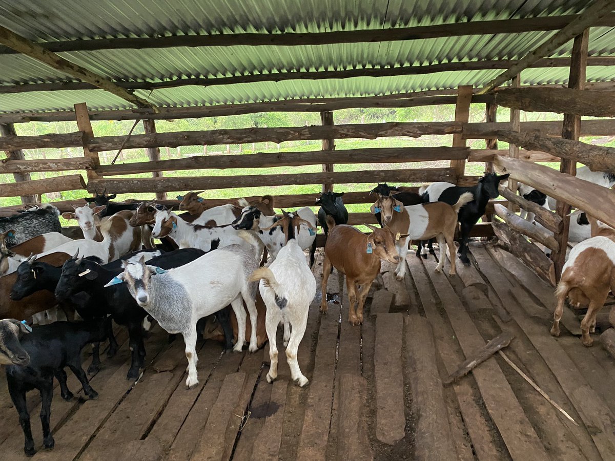 Why does a goat structure  need to be well ventilated ?