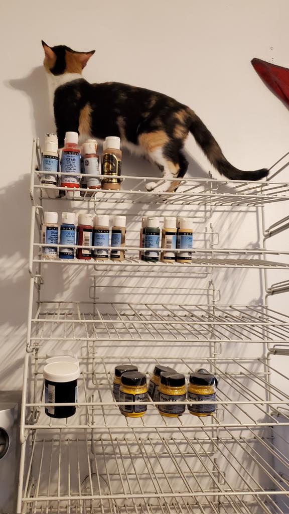 ChloeAndSy's tweet photo. Chlie contemplating her artistic reflection...
#calico #rescue https://t.co/M1YKp83Jct