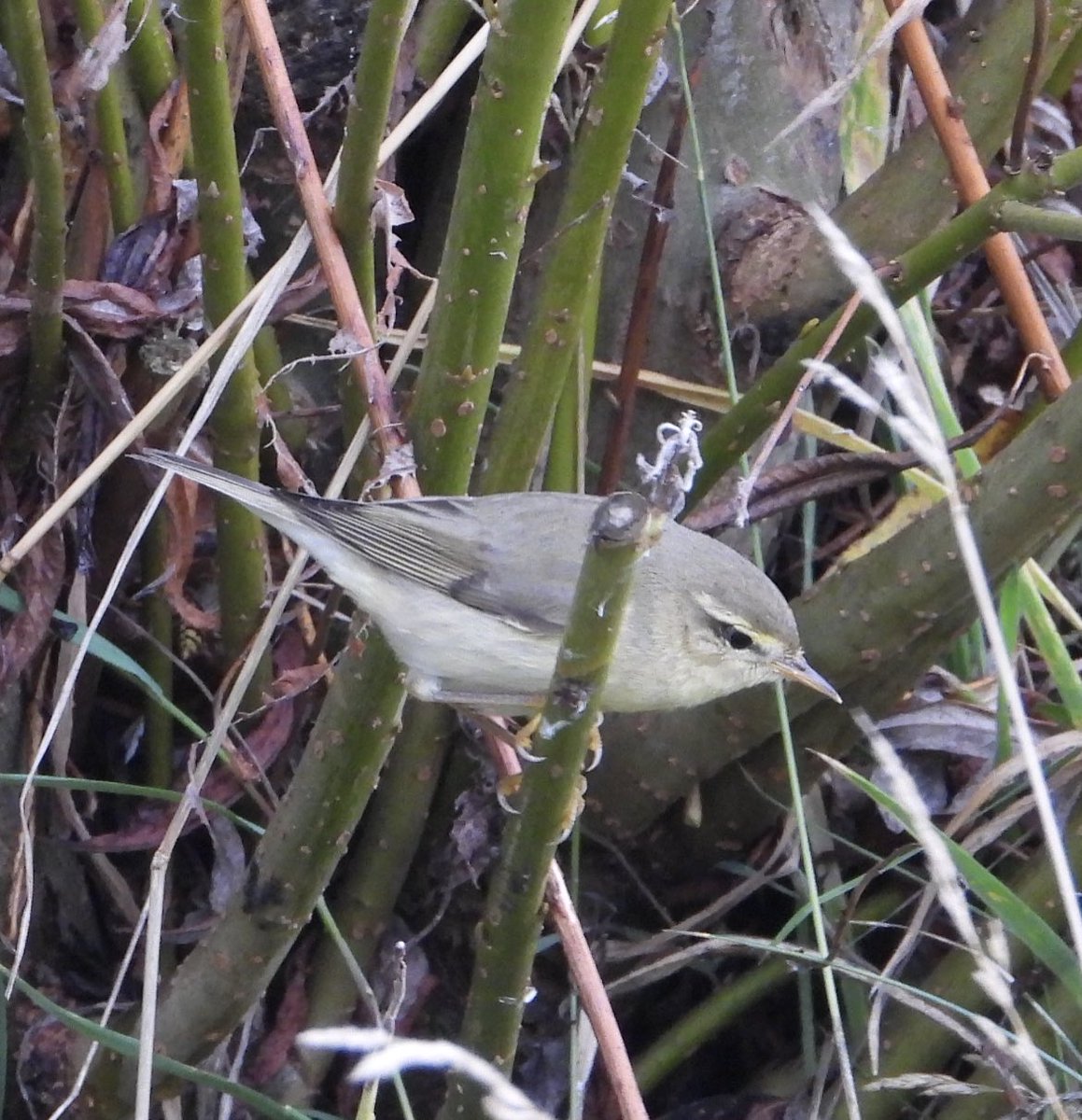 A simple pleasure; watching this Willow Warbler preparing for its long journey south at Kilnsea this morning @spurnbirdobs #spurnbirds #kilnsea