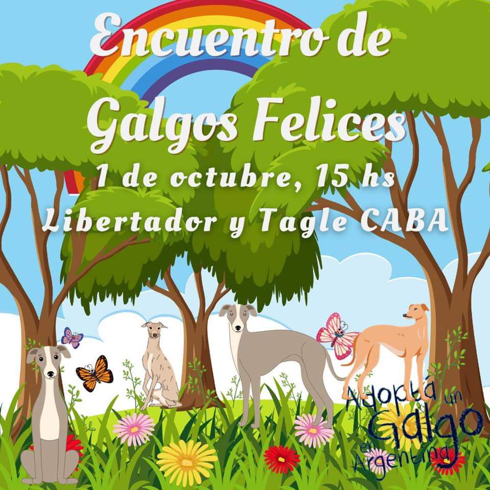 AdoptaUnGalgo's tweet image. Ahora!