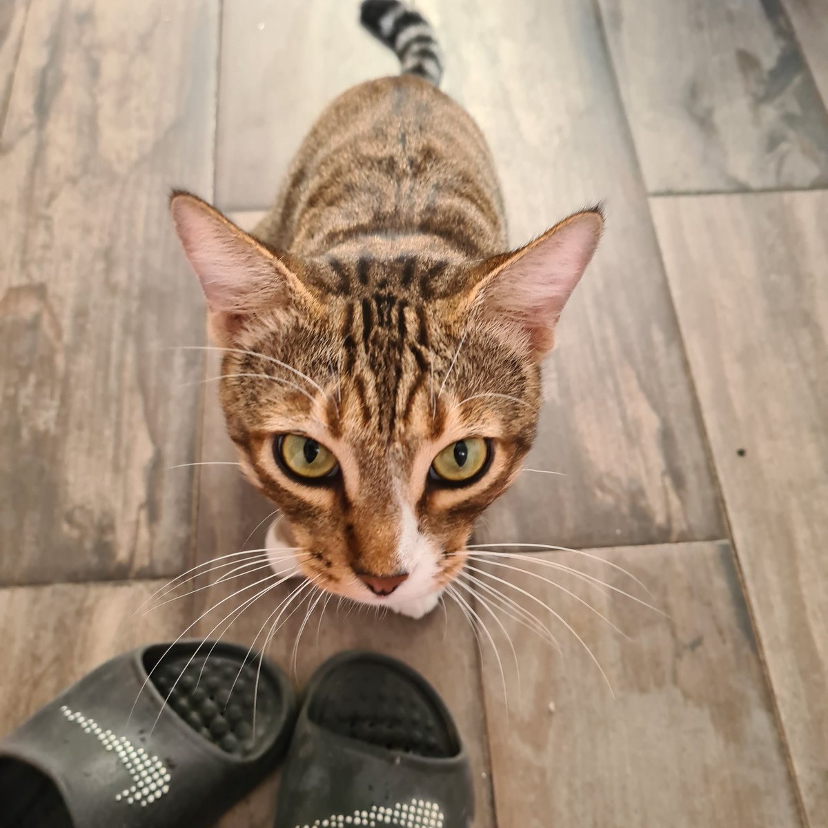 Chrisjomin's tweet photo. Michi en adopción. Le dicen Zeus. Se agarró de una clinica del imss para esterilización .  Es bien portado, cariñoso y unos ojazos. Sería bonito que lo adopten para que no regrese a la clínica.  Hay más gatos en la clínica  en proceso de esterilización. #Culiacán https://t.co/JKfAqNGFab