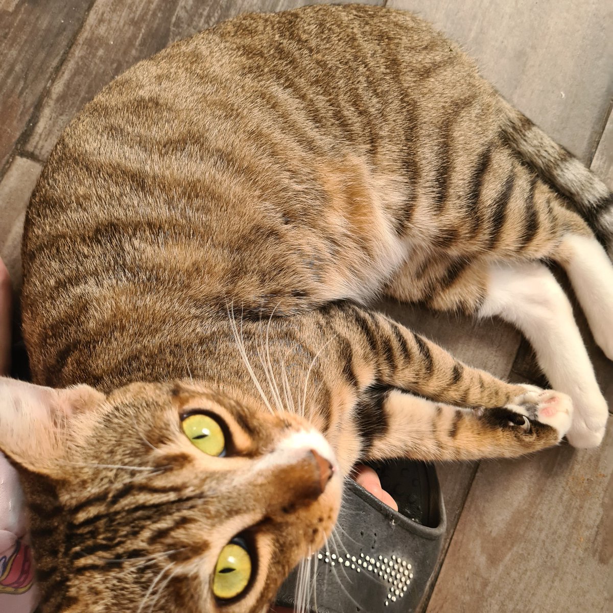 Chrisjomin's tweet photo. Michi en adopción. Le dicen Zeus. Se agarró de una clinica del imss para esterilización .  Es bien portado, cariñoso y unos ojazos. Sería bonito que lo adopten para que no regrese a la clínica.  Hay más gatos en la clínica  en proceso de esterilización. #Culiacán https://t.co/JKfAqNGFab