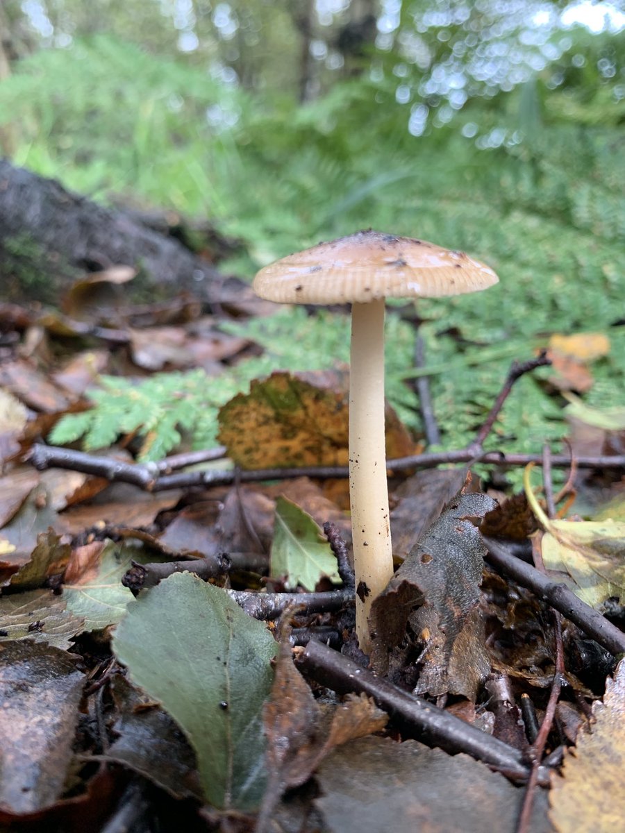 Couple of interesting fungi on our nature walk today around @Lancswildlife Little Wooden Moss lowland raised bog #peatlandspootle