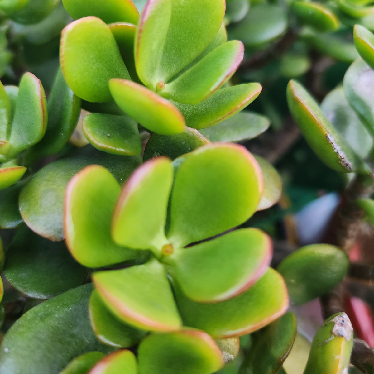 bagjeon78652799's tweet image. #부산 #다육이