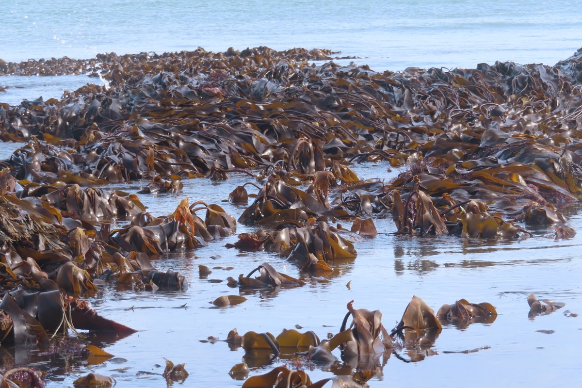 Had a lovely time surveying a favourite beach in West Cork, bookended by honeycomb reef which was really revealed by the extra low tides & also the array of seaweed especially those often submerged such as the beautiful kelps and sea spaghetti @coastwatch_ire @Wilkesrobert