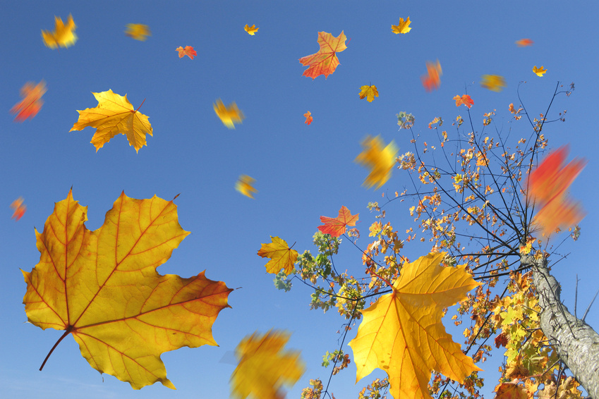 Come d'autunno si levan le foglie 
l'una appresso de l'altra, fin che 'l ramo 
vede a la terra tutte le sue spoglie, 
similemente il mal seme d'Adamo 
gittansi di quel lito ad una ad una, 
per cenni come augel per suo richiamo.

Dante
#QualcosaDiSimile #VentagliDiParole