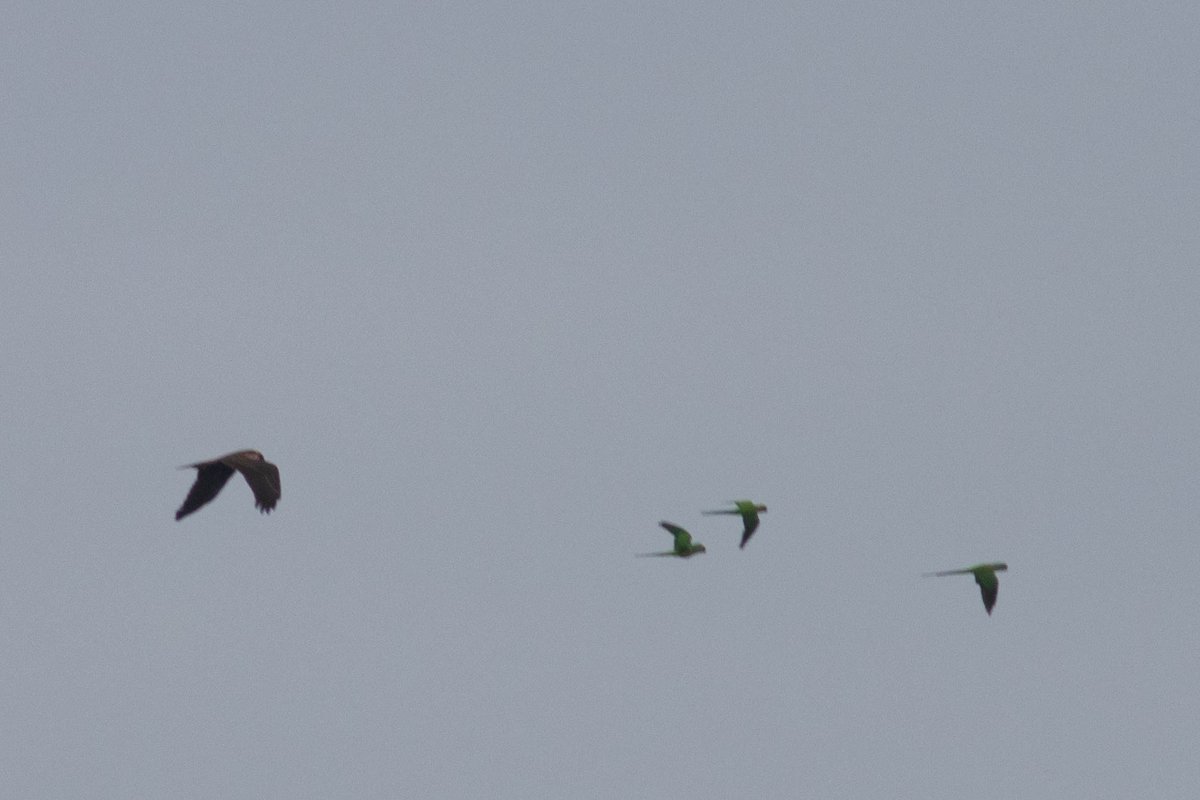 Marsh Harrier – a fantastic site tick at Wood Farm in Stanmore this morning. Not visible in these photos, but it had orange wing-tags, so probably originated in Norfolk. I wonder whether it had encountered parakeets before – they hated it! #londonbirds #patchgold #woodfarmbirds