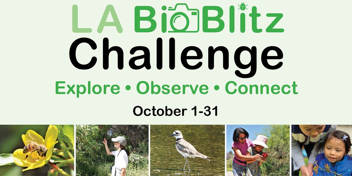 LAPublicLibrary's tweet photo. Join the #LABioBlitz Challenge this October to photograph and map wild animals, insects & plants found in your neighborhood, local parks, off of hiking trails, and in other natural areas. Learn more online: https://t.co/hzJsTpL06g https://t.co/lU78PGSCY7