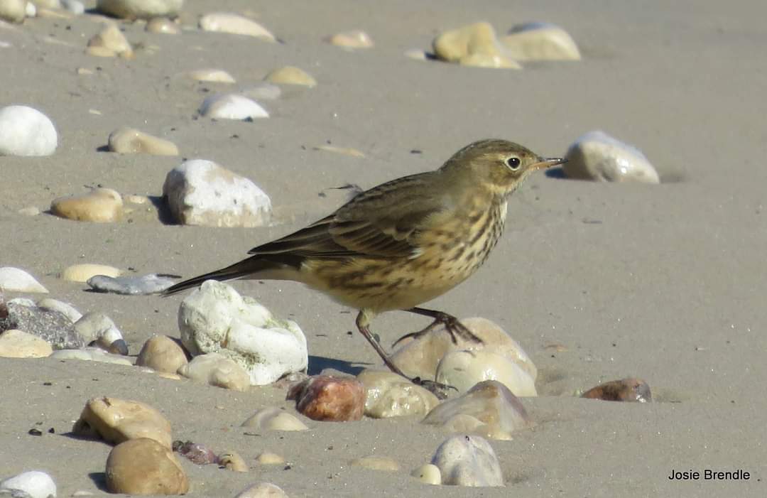 American Pipit is a Lifer!!  #nature #BirdsOfTwitter #Cpaws #CanadianWildlife