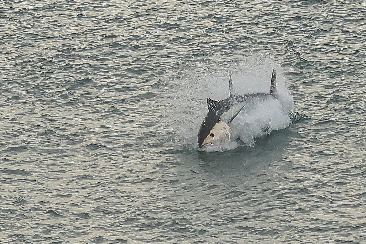 A few more of the Tuna