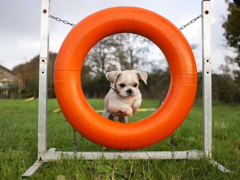 Please retweet to help Gilbert find a home #CARDIFF #WALES #UK  
Shih Tzu aged 8, looking for a quiet, adult home as the only pet. He enjoys walking with dog pals.  Please read full details 🌟
DETAILS or APPLY👇
dogstrust.org.uk/rehoming/dogs/…
#ShihTzu #dogs