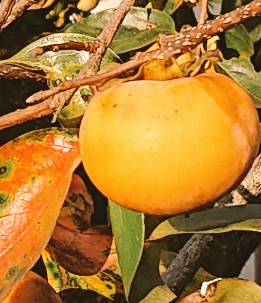 十月　二日
　　月曜日
おはようございます☀
此方は　心地良い秋の天気に恵まれ☀🍂
小学生の頃の運動会を
ふっと思い出し懐かしく思えました（この爽やかな風が秋と🍃）
今月も!今週も！元気に参りましょう〜😊✌️