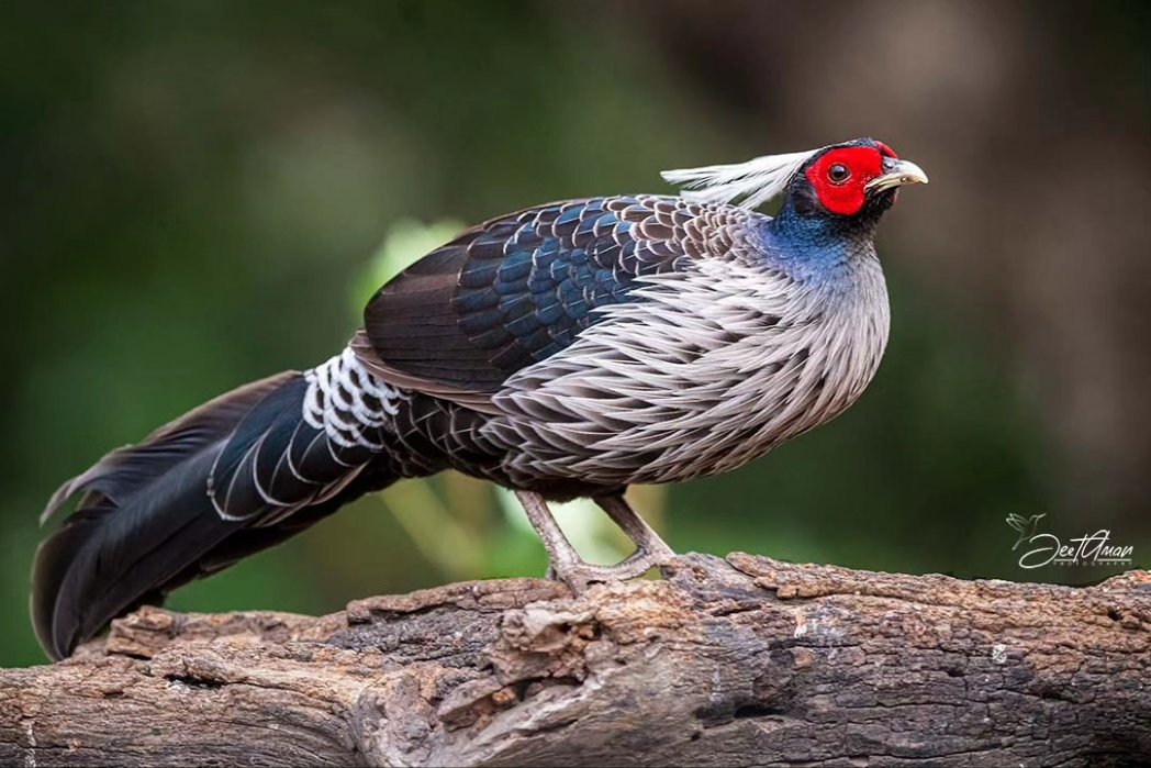 Khalij Pheasant #tweeterbirds #birds #BirdsSeenIn2023 #birds #birdphotography #BirdTwitter #NaturePhotography @BirdPlanets @WildlifeMag @ThePhotoChallng @ThePhotoHour @30DaysWild @Team4Nature @WorldofWilds #birbs @BirdwatchExtra @goldsant #BBCWildlifePOTD #BirdsOfTwitter