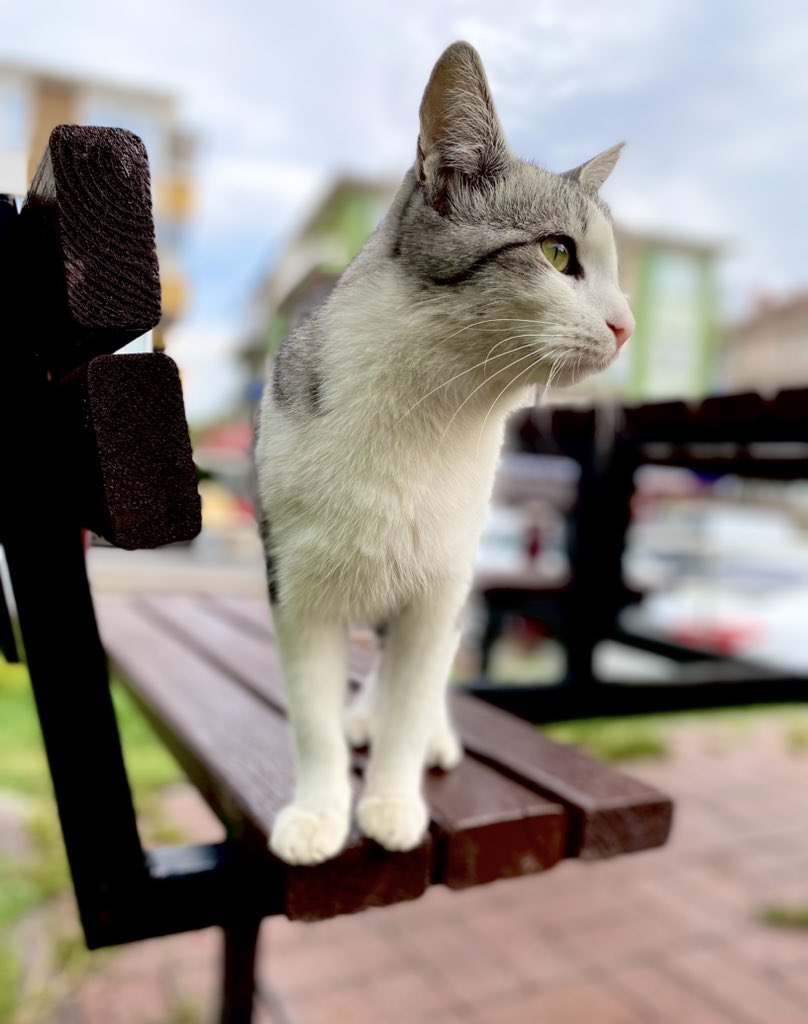 yasaryilmaztdk's tweet photo. Günün güzeli…
#kedi #ketü #pisik #muşuk #gurbe #hirre #kıtta #cat #kot https://t.co/nePpt2I1yg
