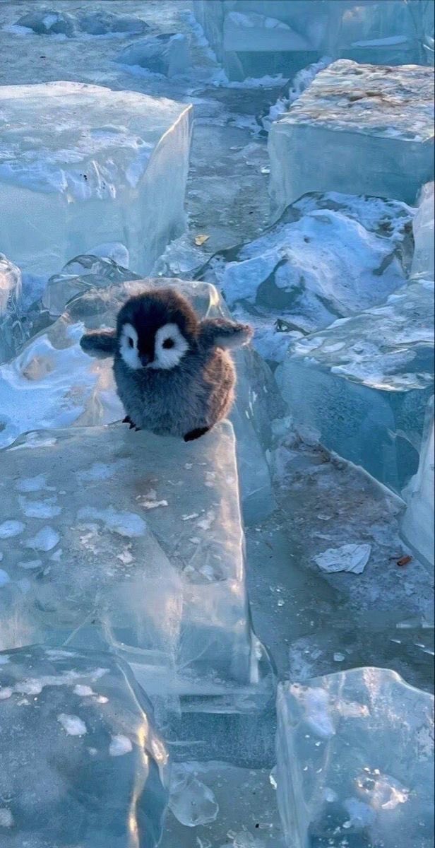 twaniimals's tweet photo. https://t.co/AvuVyjccDO
