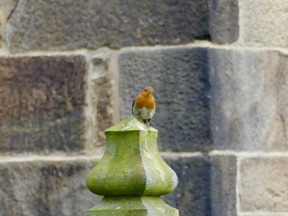 Weather prevented much in the way of birding, but this little robin at Gawthorpe Hall was interested on Saturday morning.