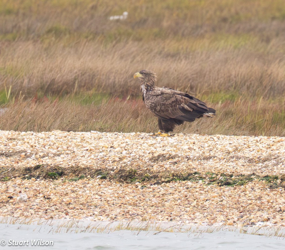 White Tailed Eagle female (Aka The flying barn door) in Poole Harbour this morning
