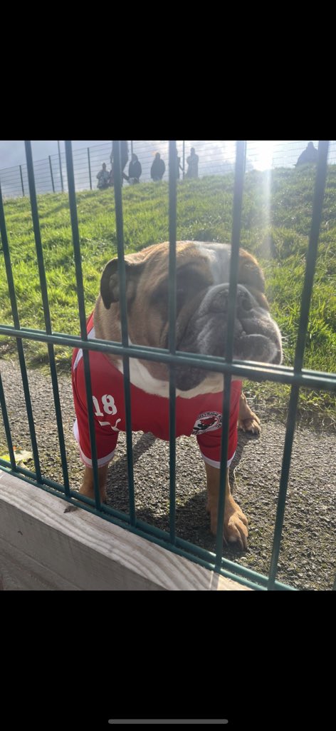 AilsaBoyle1's tweet photo. New goalie for the rosey posey https://t.co/l0cDLHM2Su