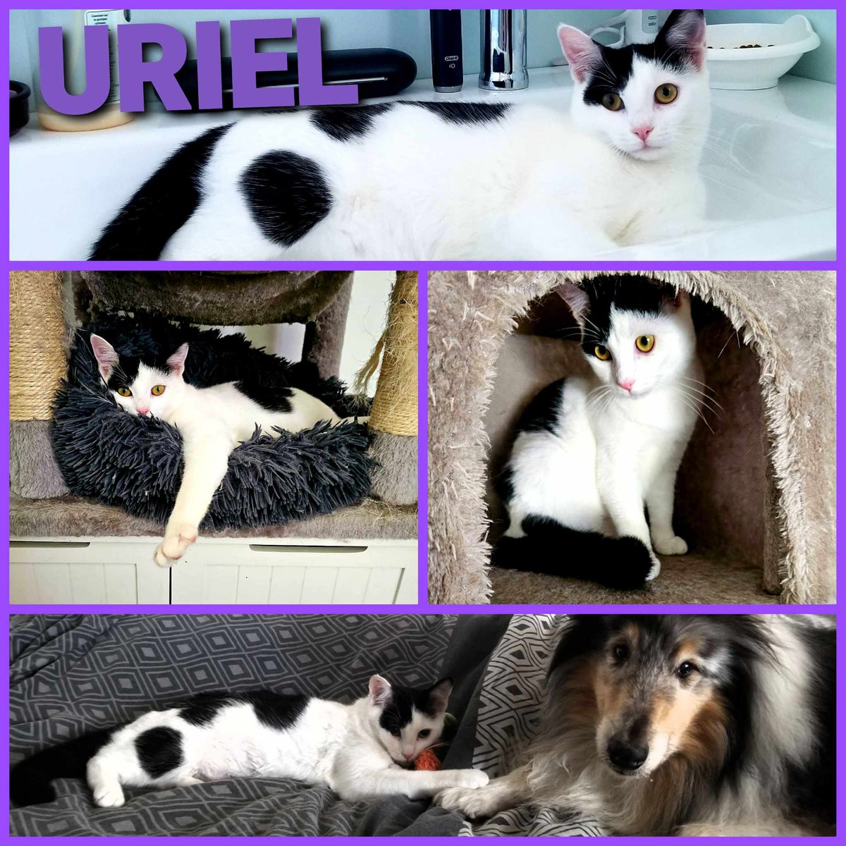 aace_45's tweet photo. URIEL 7 mois curieuse et caline  jamais très loin de vous. Il me faut un peu d’espace pour jouer, je suis propre. J’apprécie le chien tranquille de ma famille d’accueil  visible à Dry (45) Contact : aace.adoption@hotmail.com identifée stérilisée https://t.co/6CPPKIvywt