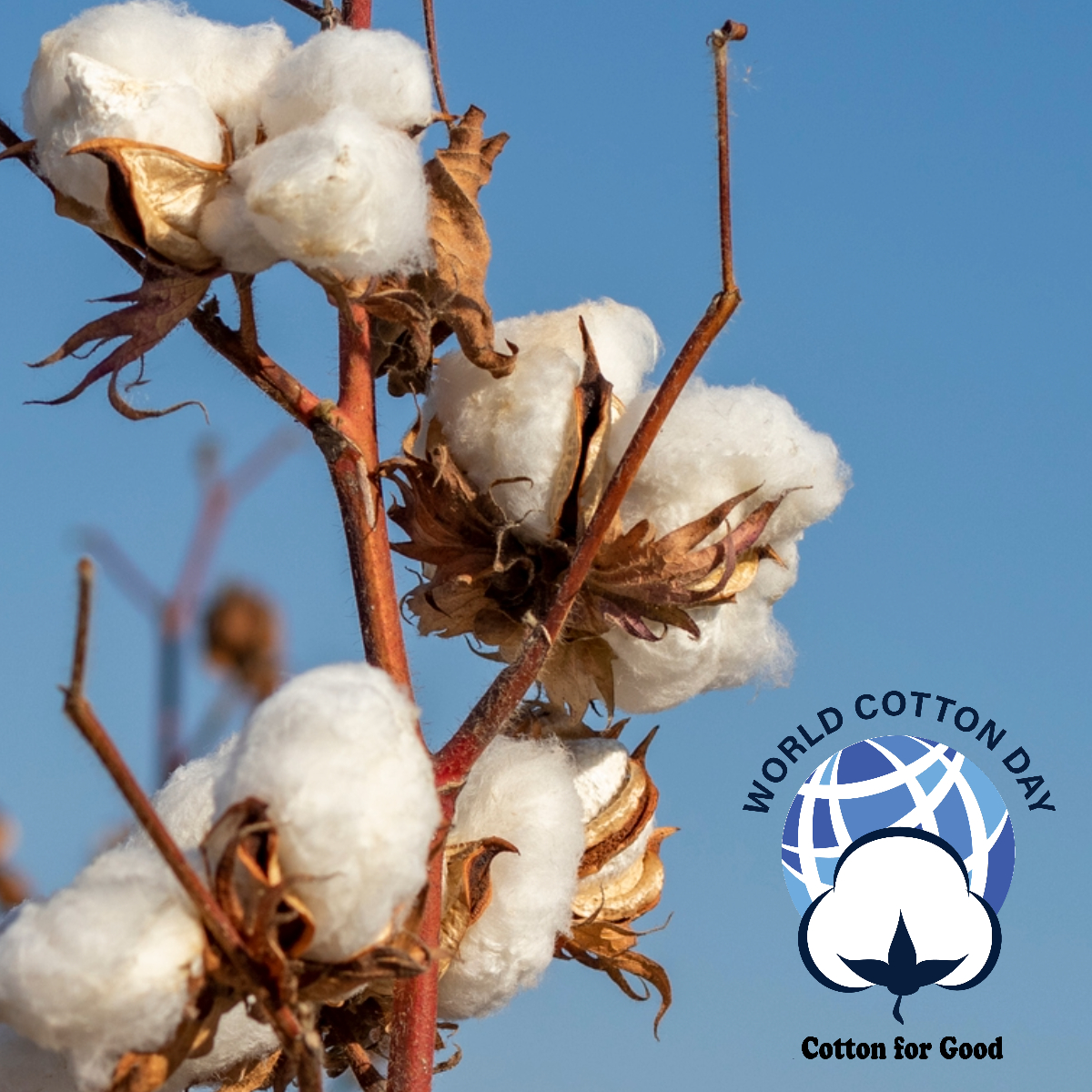 Cotton Incorporated tweet media