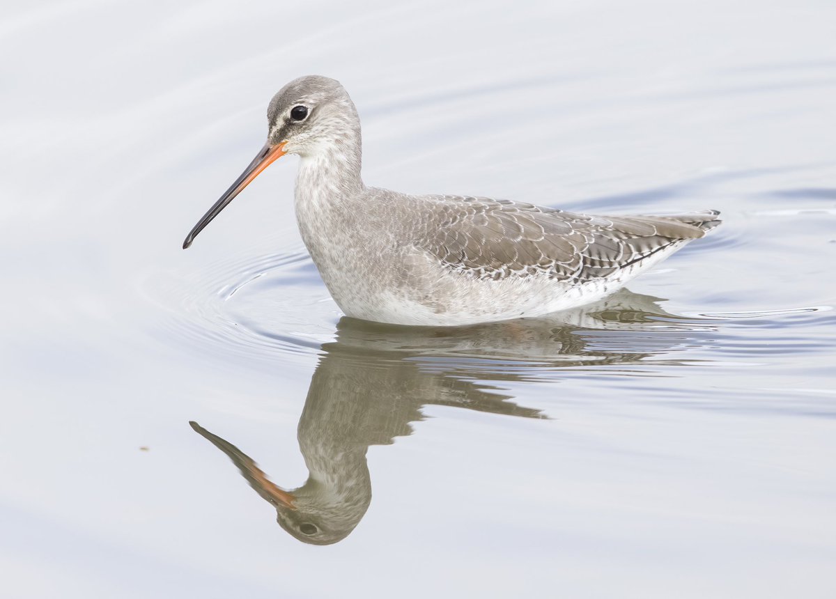Joe Owen (@joeowen60290759) on Twitter photo Great day <a href="/WWTSlimbridge/">WWT Slimbridge</a> with <a href="/Baractus/">John Oates</a> today with 6 Spotted Redshank (one as pictured), Wood Sand, juv Goshawk, Knot, 3 Little Stint, 2 Curlew Sands, 6 Sanderling, 2 Bar-wits, 5 Spoonbills and much more. Great day <a href="/WWTSlimbridge/">WWT Slimbridge</a> with <a href="/Baractus/">John Oates</a> today with 6 Spotted Redshank (one as pictured), Wood Sand, juv Goshawk, Knot, 3 Little Stint, 2 Curlew Sands, 6 Sanderling, 2 Bar-wits, 5 Spoonbills and much more.