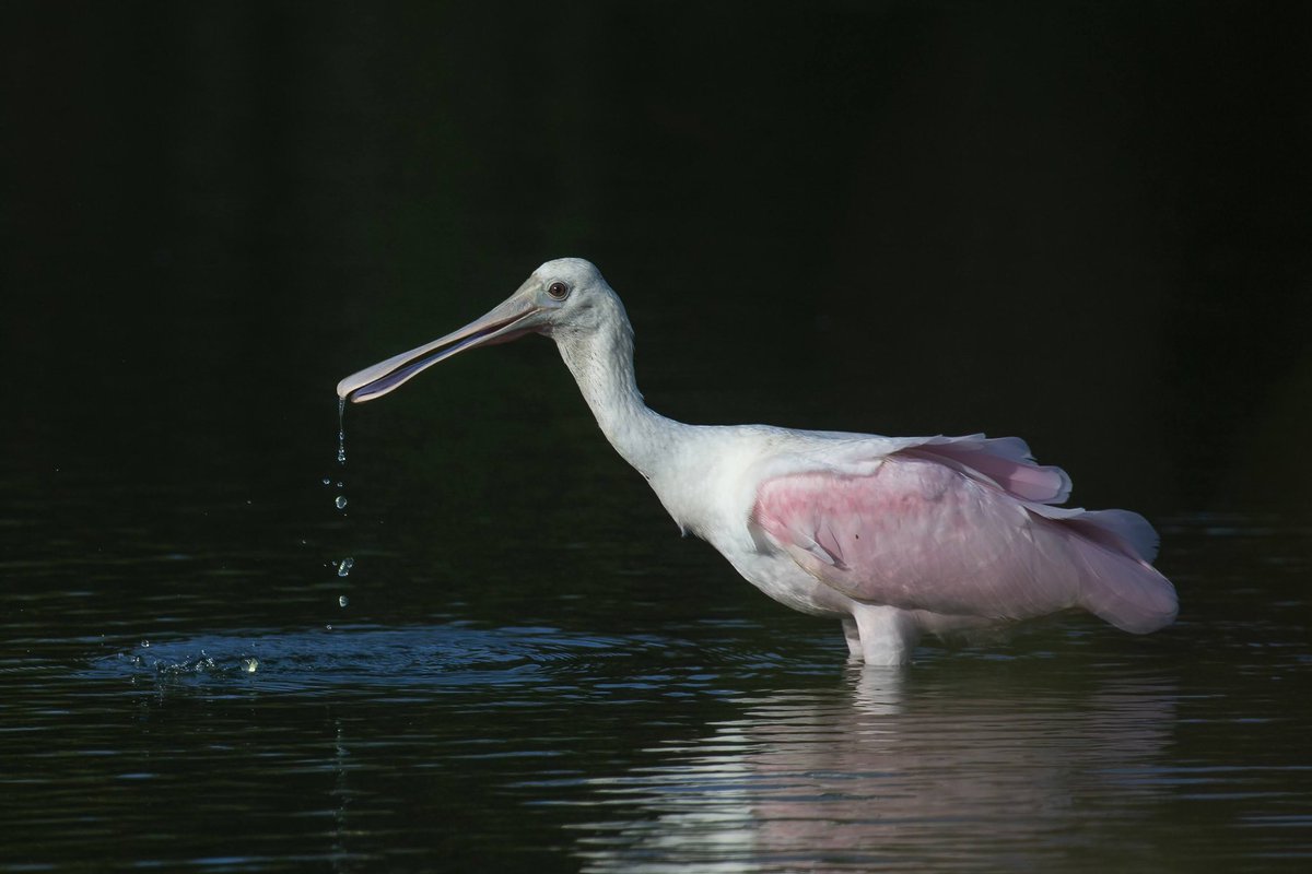 Eric Balcanoff tweet media