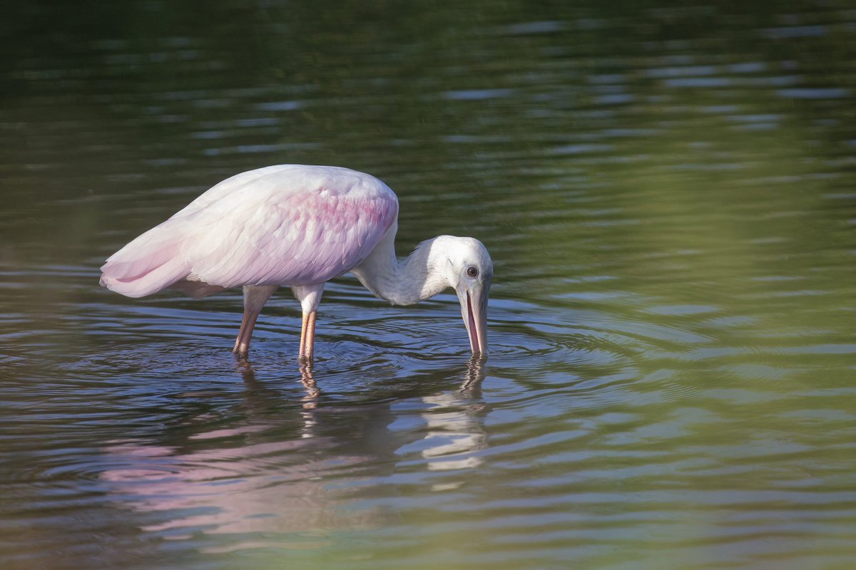 Eric Balcanoff tweet media