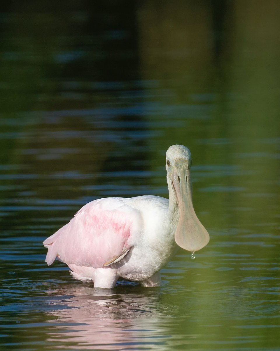 Eric Balcanoff tweet media