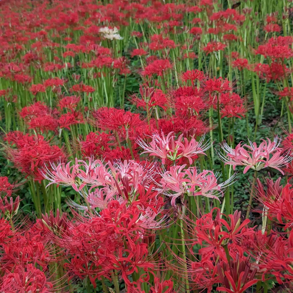 おはようございます✨
昨日の権現堂桜堤
まだまだ見頃です🥳
今週もよろしくお願いいたします🙇

#権現堂桜堤
#ヒガンバナ
#幸手市