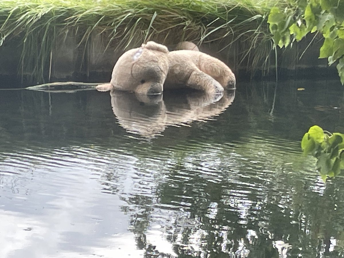 Saw this teddy bear during my walk today. Wondered what his story was and how he ended up here… #newriverwalk #northlondon #sundaystroll #nature #lostbear